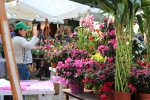 Flowers Festival, Spring and Mother's Day in Byblos Old Souk!
