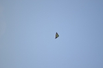 Edde Sands Beach Bar Opening, Fly High Like a Kite - Part 2